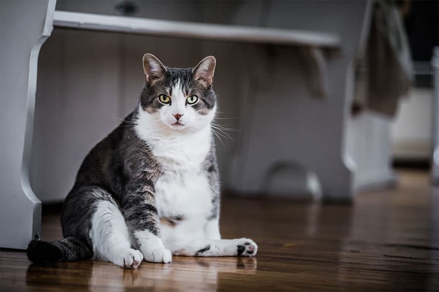 Health Risks for Overweight Pets