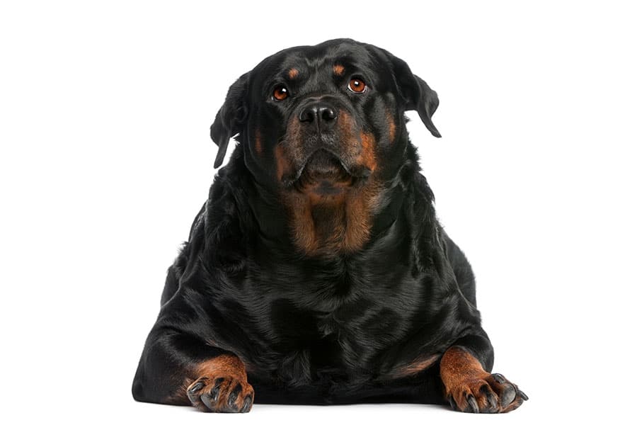 Is Your Pet Overweight?