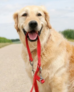 Why individual on leash walks are best for your pooch.