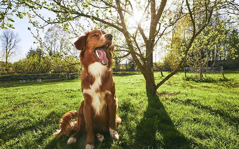 6 Important Spring Safety Checks For Pet Parents