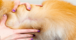 Flea and Tick season during COVID 19 + Shaving Double coated dogs