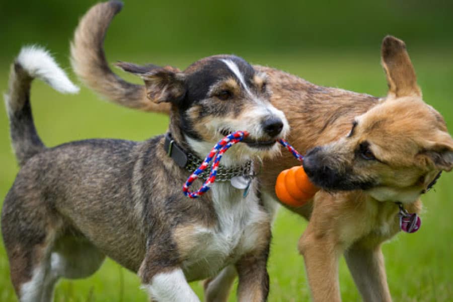 4 Ways to Socialize Your Dog in a Locked Down World 