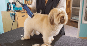 Tips to help you clip, brush and trim your pet at home