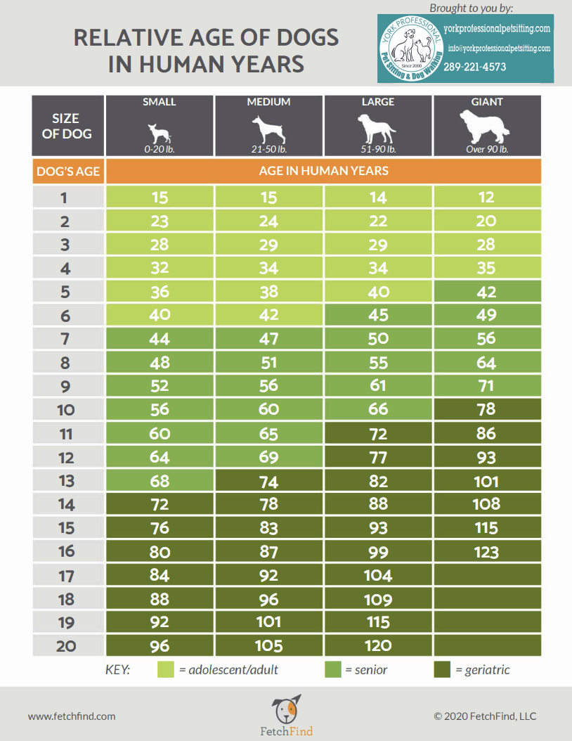 Relative-Age-of-Dogs-in-Human-Years