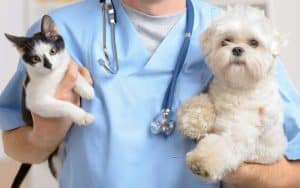 5 tips for choosing the best Veterinary Care for your pet