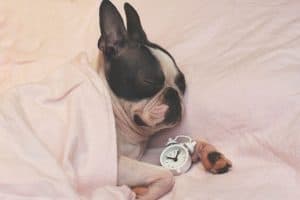 Five Things For Your Pet Before The Clocks Go Back