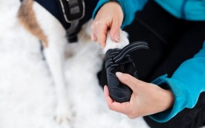 Winter Paw Safety