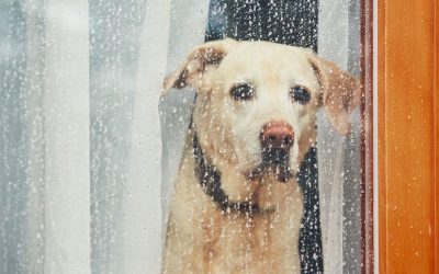 Five Rainy Day Essentials for Walking Your Pup