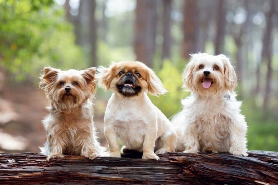 Dog Breeds That Stay Small Forever
