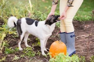 Benefits of Pumpkin For Your Aurora and Newmarket Pet