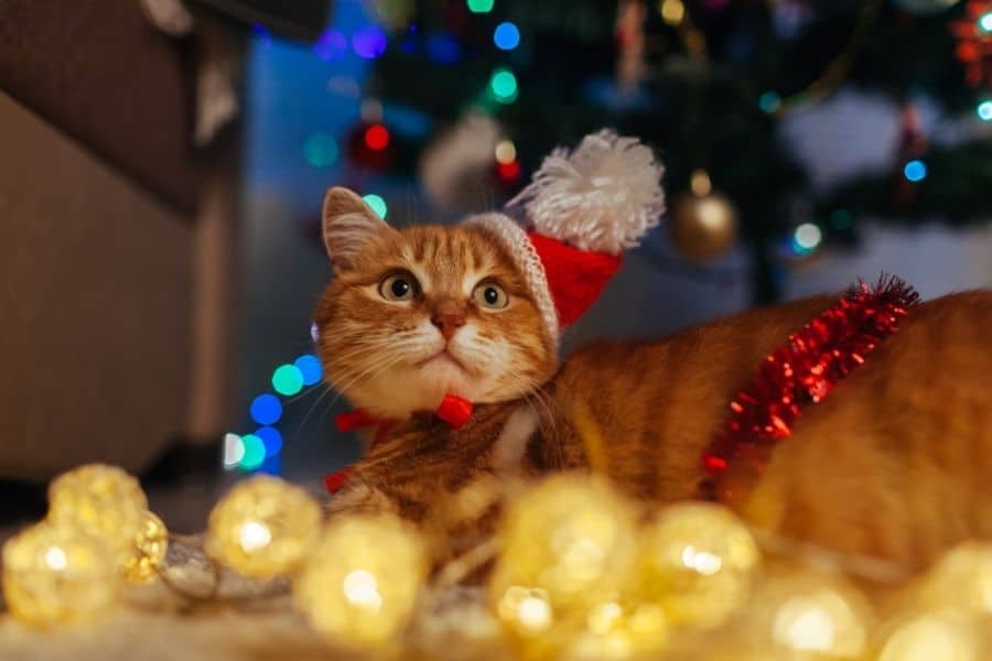 Take Ridiculously Cute Holiday Photos of Your Pet