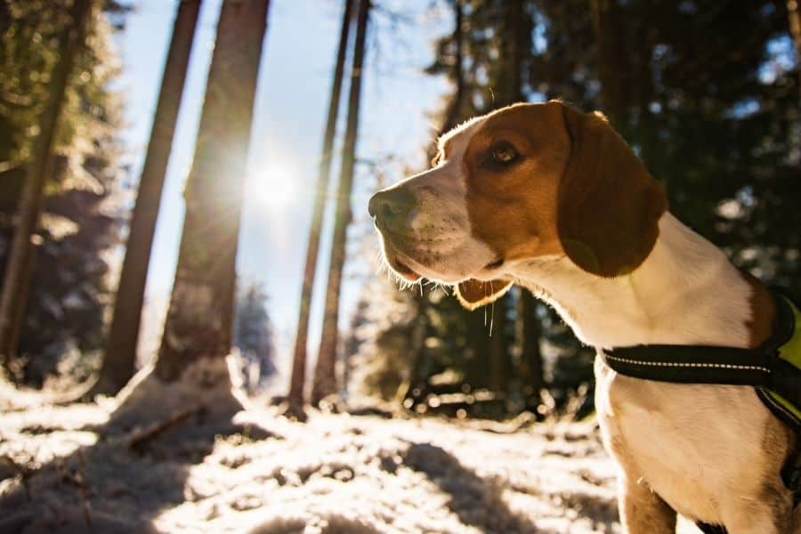 The Importance of Vitamin D For Your Aurora And Newmarket Pets