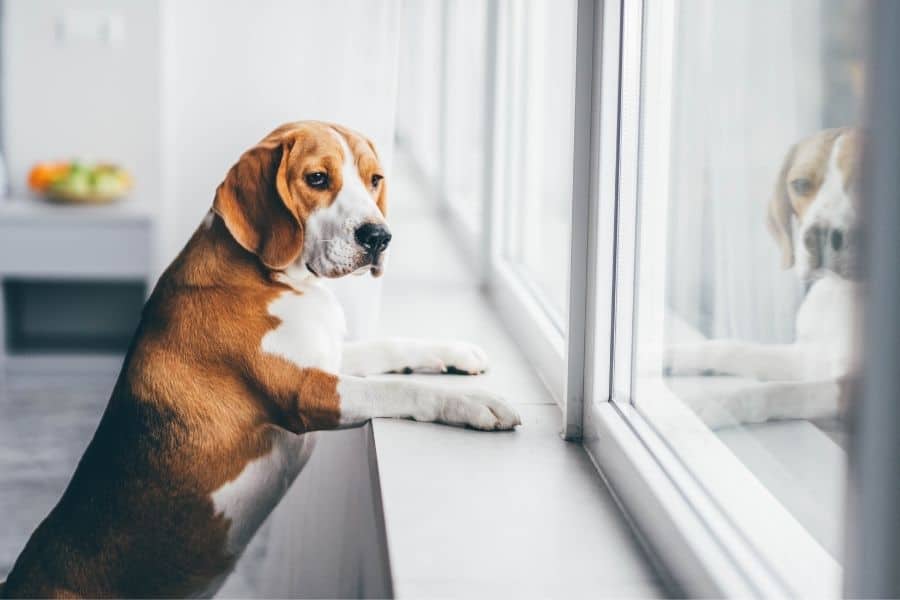 _You Need To Know About Anxiety In Pets