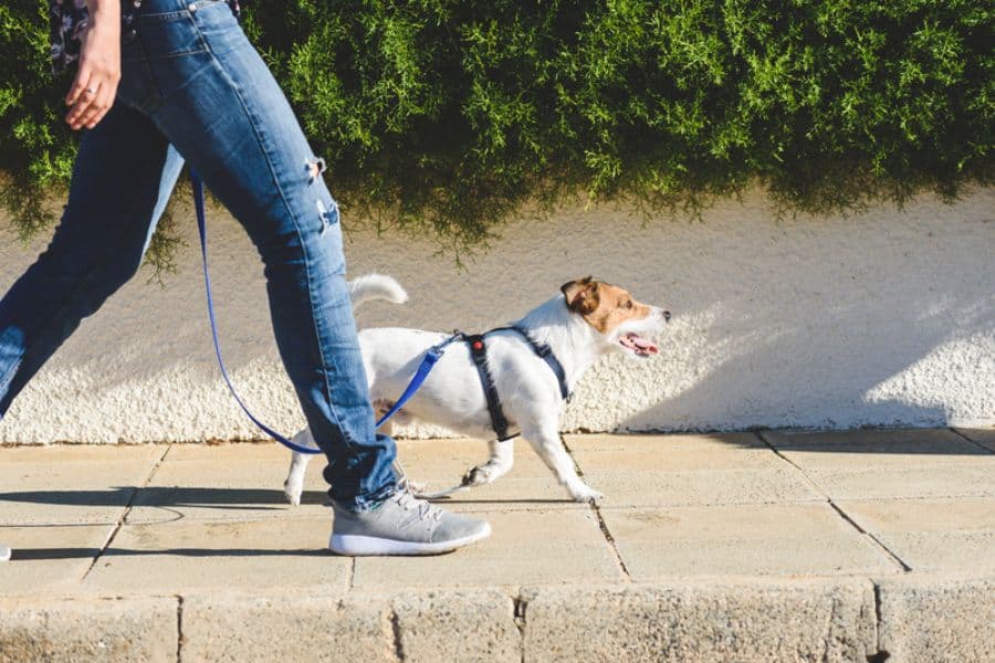 Four Pet Sitting & Dog Walking Myths We See All The Time
