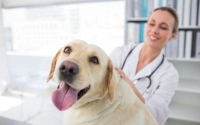 Pros & Cons To Getting Your Pet Microchipped