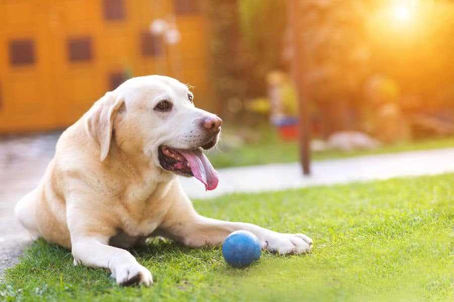 York’s Summer Dog Walking Tips to Keep Your Pet Safe