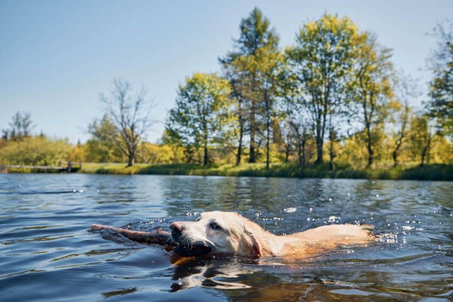 Six Ways to Keep Your Dog Safe in the Water