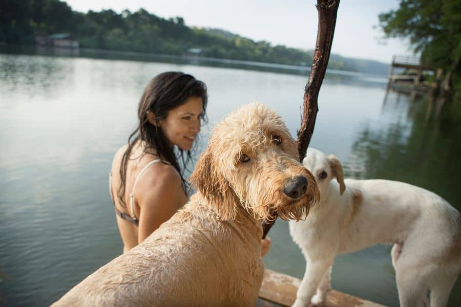 The Top Six Ways to Keep Your Dog Safe in the Water