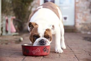 Everything You Need to Know About Pet Obesity