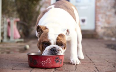 Everything You Need to Know About Pet Obesity