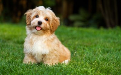 Your Guide To Housetraining Your Puppy!