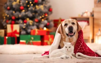 The Top Four Safest Gifts for Pets This Holiday Season