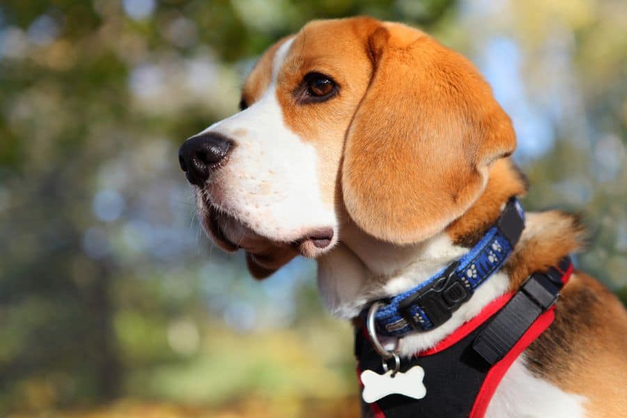 Why Your Pet Shouldn’t Wear A Collar Inside