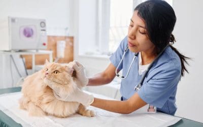 Five Common Pet Health Problems and How to Prevent Them