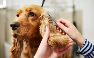 Grooming Your Pet Tips and Tricks for Keeping Them Looking Their Best