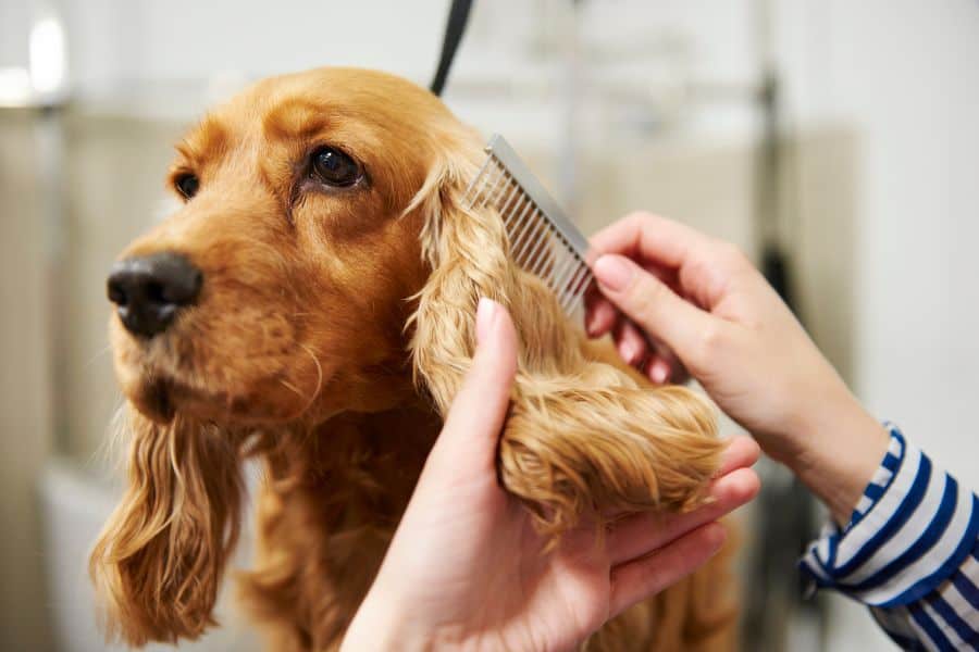 Grooming Your Pet: Tips and Tricks for Keeping Them Looking Their Best