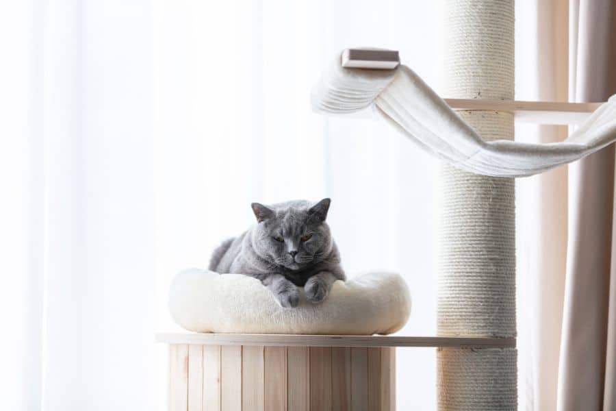 10 Enrichment Ideas to Keep Your Kitty Happy and Healthy