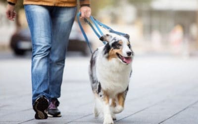 How Dog Walking Keeps Your Pet Healthy