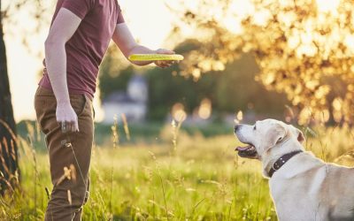 Summer Safety for Pets Protecting Your Furry Friend from Heat and Hazards
