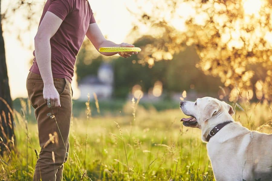 Summer Safety for Pets: Protecting Your Furry Friend from Heat and Hazards