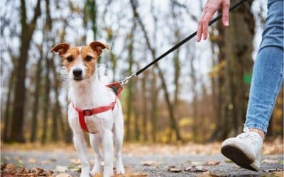 Cost of a Dog Walker in Newmarket and Aurora