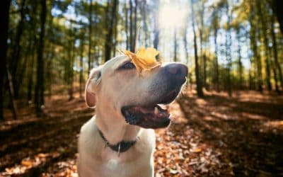 Taking your pup to York Region to see the autumn colors? Check out these 10 hiking essentials!