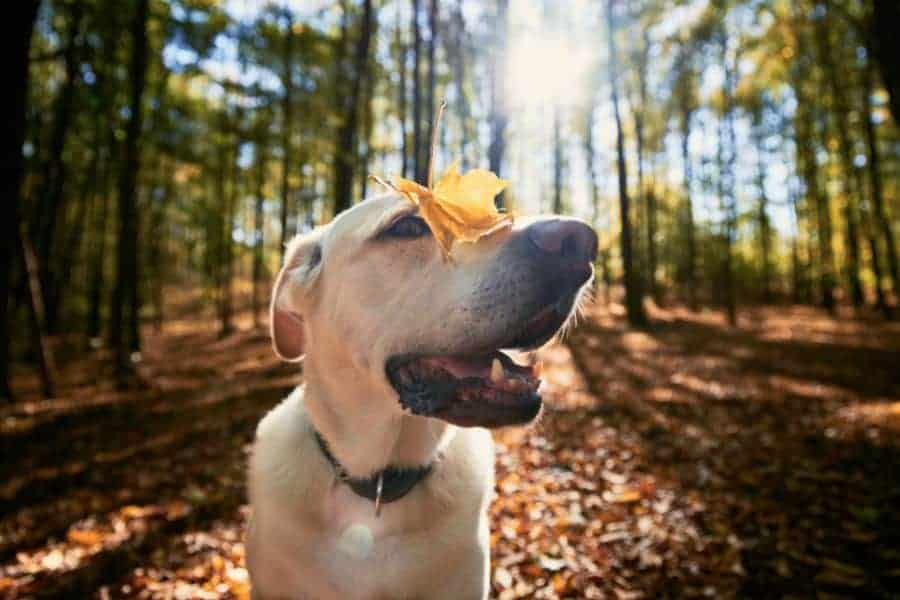Going to see the fall colors with your pup in York Region? Here are 10 packing essentials + hiking recommendations!