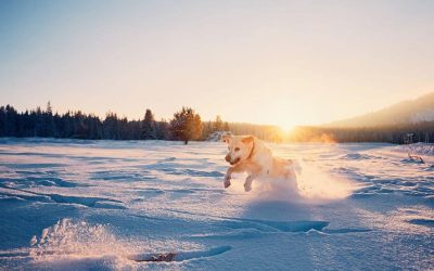 Tips to Give Your Dog Daylight this Winter