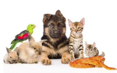 family-pets-more-than-cats-and-dogs