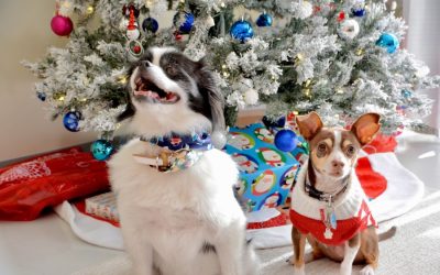 How to Reduce Pet Stress During the Holidays