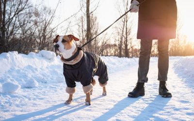 How Cats and Dogs Adapt to the Cold Weather in the NewmarketAurora Area