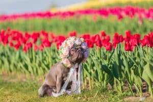 adorable-french-bulldog-in-a-colorful-field-of-tulips-blog-spring-fever