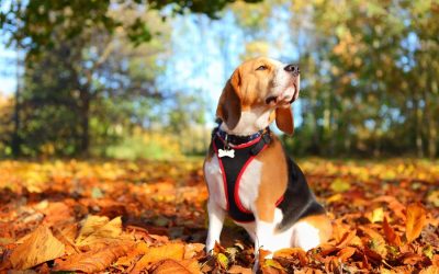 Fall Safety Tips for Pets in Newmarket, Aurora, Sharon, and Holland Landing