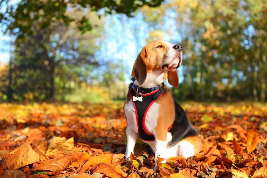 Fall Safety Tips for Pets in Newmarket, Aurora, Sharon, and Holland Landing