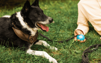 New’bark’et 2025, A Doggone Good Time in Newmarket!