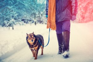 The Hidden Mental Health Benefits of Midday Dog Walks During Ontario Winters