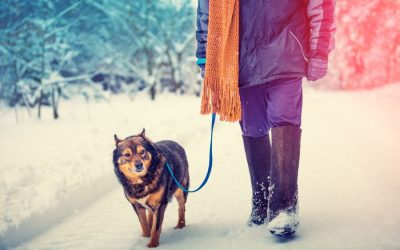 The Hidden Mental Health Benefits of Midday Dog Walks During Ontario Winters