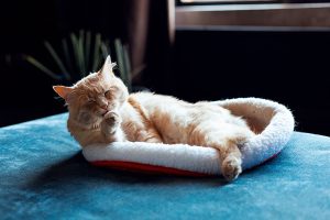 Stress-Free Travel for Cat Parents: How to Prepare Your Cat (and Your Home) Before You Leave