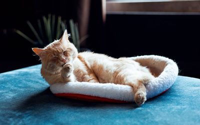 Stress-Free Travel for Cat Parents: How to Prepare Your Cat (and Your Home) Before You Leave