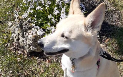 Dog walking on a neighbourhood street in Newmarket Ontario — questions to ask before hiring a dog walker